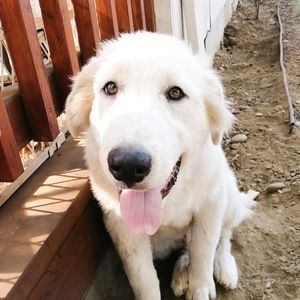 Meet your Posher, Infur